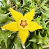 Orbea semota lutea