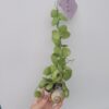 Dischidia caracol