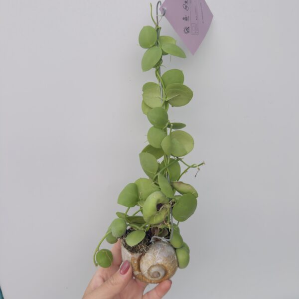 Dischidia caracol