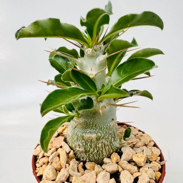 Pachypodium saundersii