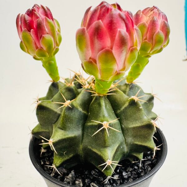 Gymnocalycium mihanovichi oferta - Imagen 5