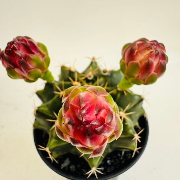 Gymnocalycium mihanovichi oferta - Imagen 4