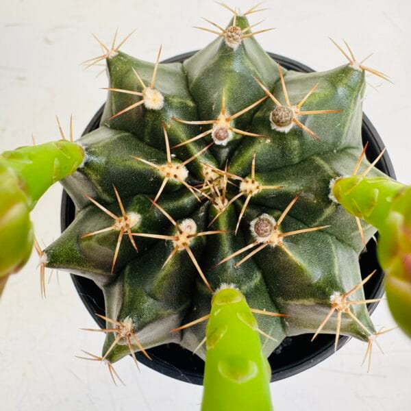 Gymnocalycium mihanovichi oferta - Imagen 6