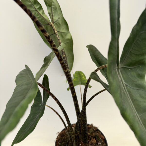 Alocasia zebrina