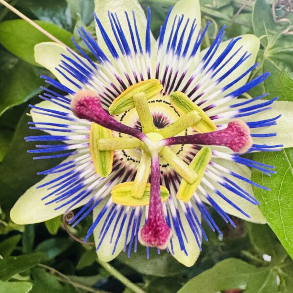 Pasiflora