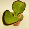 Kalanchoe synsepala