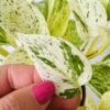 Poto marble queen