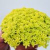 Sedum japonium Tokio sun