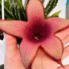 Staparesia