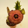 Caralluma europaea