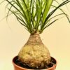 Beucarnea recurvata “Pata de elefante”