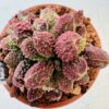 Adromischus marianae herrei red