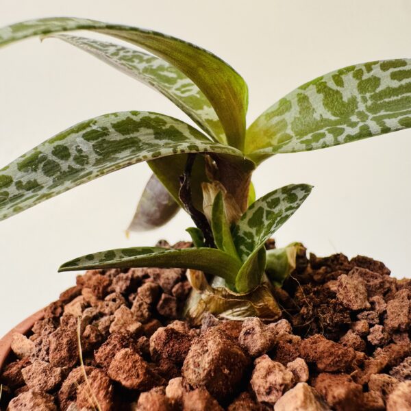 Ledebouria socialis “planta jirafa”