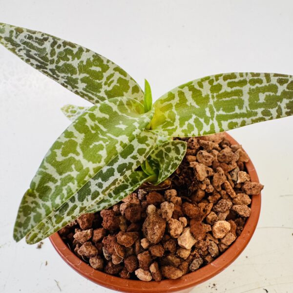 Ledebouria socialis “planta jirafa” - Imagen 4