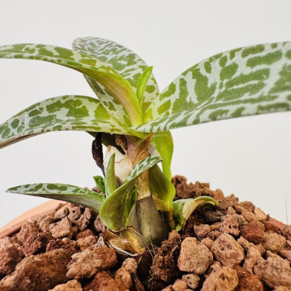 Ledebouria socialis “planta jirafa” - Imagen 5