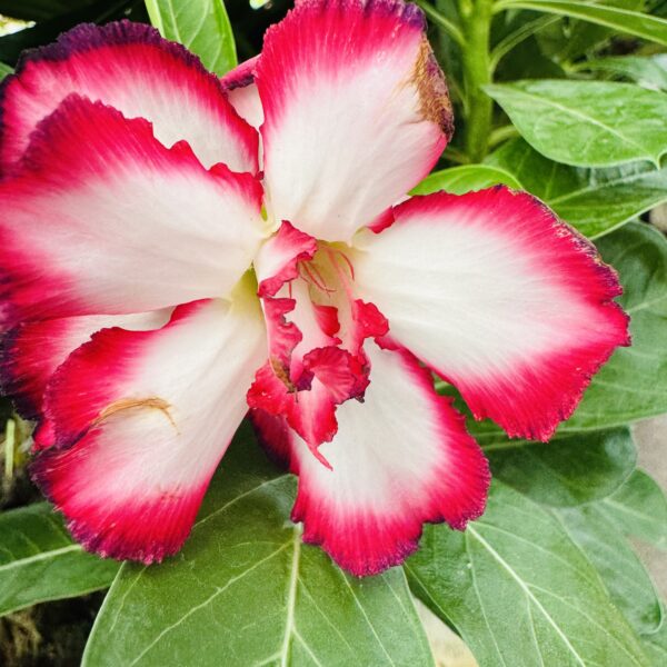 Adenium obesum Rosa del desierto bicolor