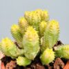 Euphorbia anais variegata