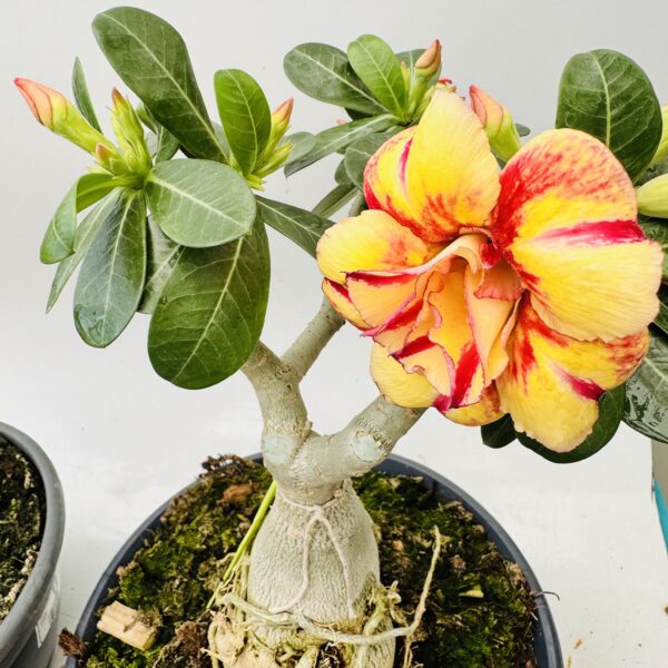 Adenium obesum Rosa del desierto bicolor