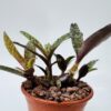 Ledebouria socialis “planta jirafa”
