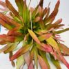 Pseudorhipsalis ramulosa red coral