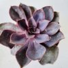 Echeveria metalica