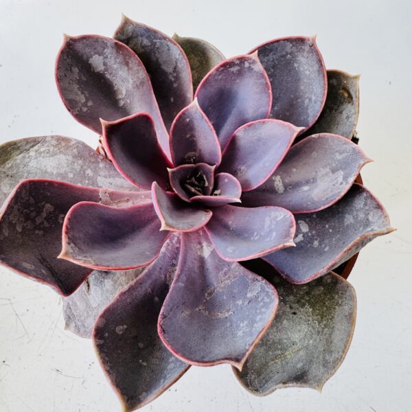 Echeveria metalica