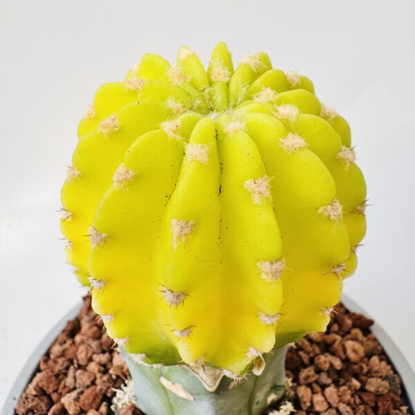 Tricochereus grandiflorus variegata