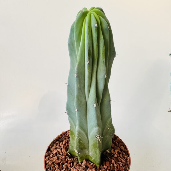 Myrtillocactus geometrizans cristata