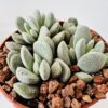 Crassula tecta