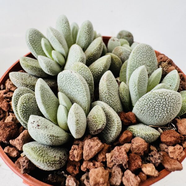 Crassula tecta