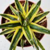 Agave victoria reginae variegata