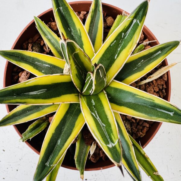 Agave victoria reginae variegata