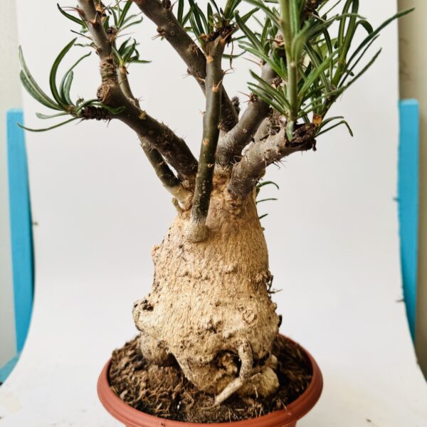 Pachyodium bispinosum caudex