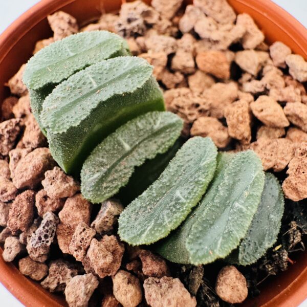 Haworthia truncata