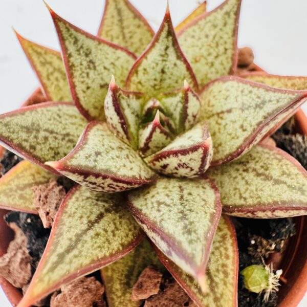 Echeveria purpusorum white form