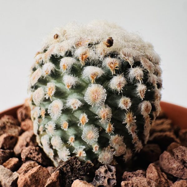 Turbinicarpus valdezianus