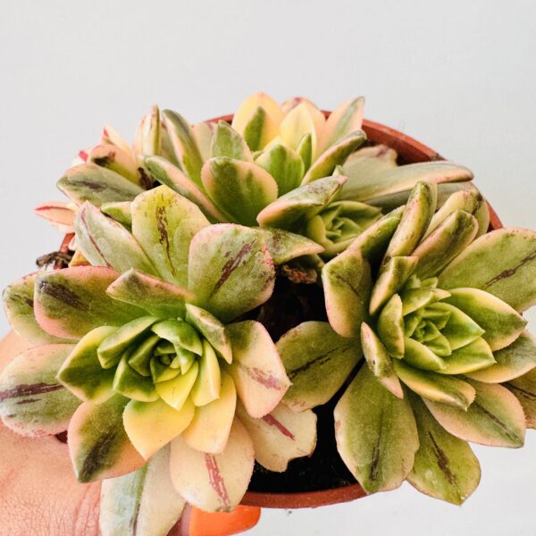 Aeonium cream tea