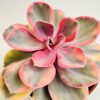 Echeveria rainbow