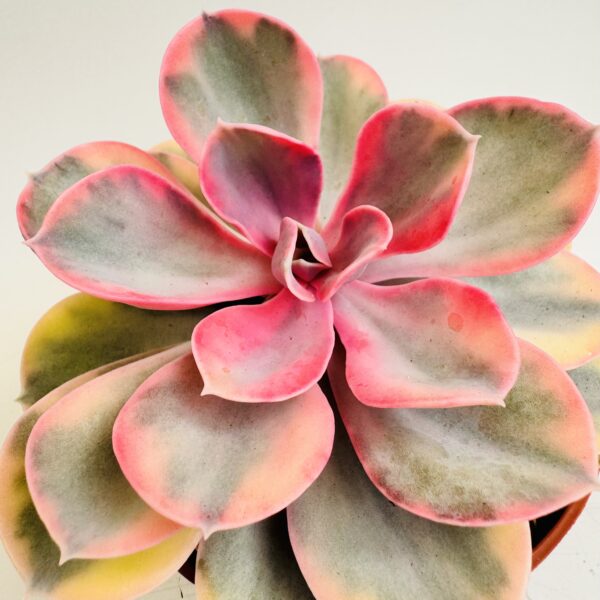 Echeveria rainbow