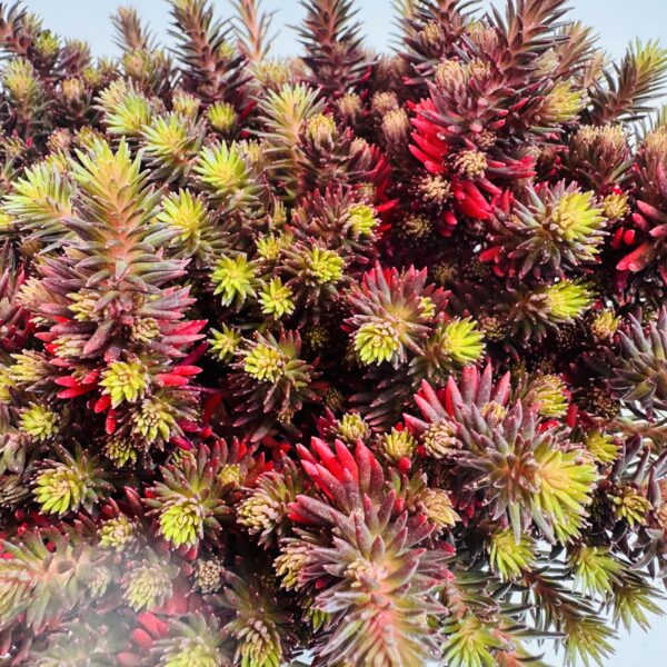 Sedum chocolate ball