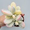 Cotyledon orbiculata variegata