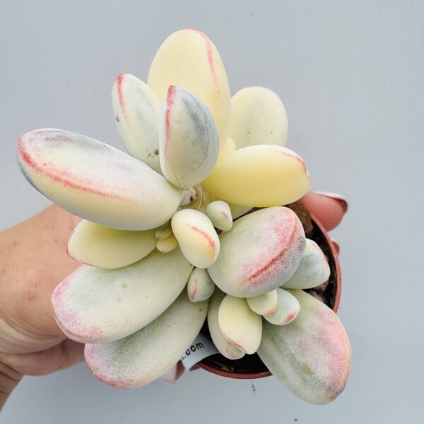 Cotyledon orbiculata variegata