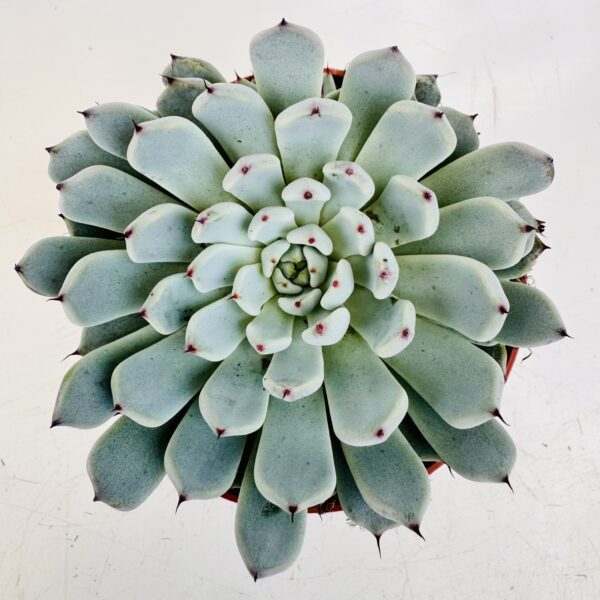 Echeveria texensis