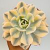 Echeveria runyonii variegata