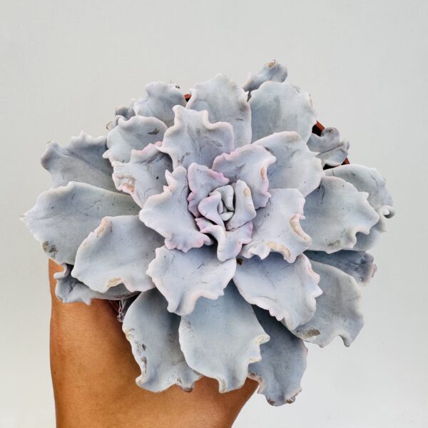 Echeveria crispate beauty