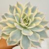 Echeveria subsessilis variegata