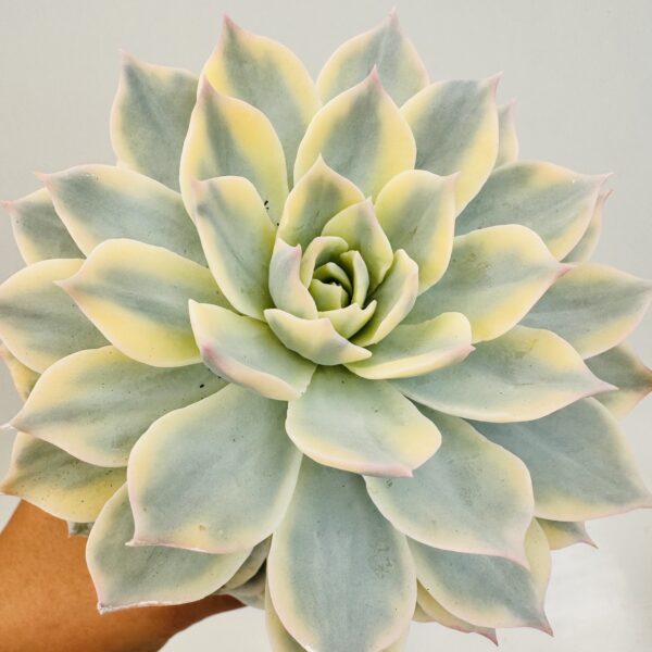 Echeveria subsessilis variegata