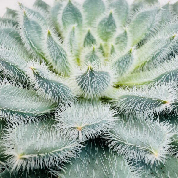 Echeveria setosa minor