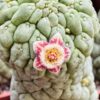 Trichocaulon cactiformis