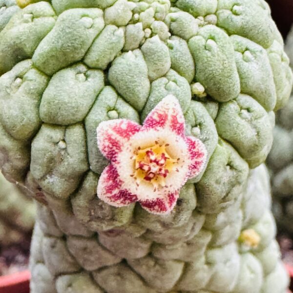 Trichocaulon cactiformis